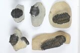 Lot: Assorted Devonian Trilobites - Pieces #92165-1